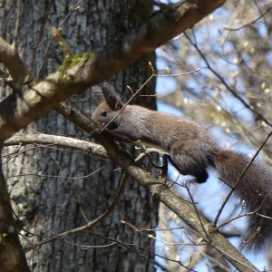 P1110570 veverička 2